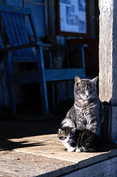 Cats on store porch